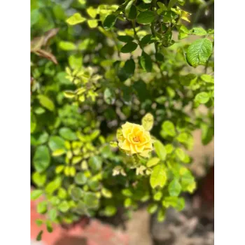 Natural Yellow Rose